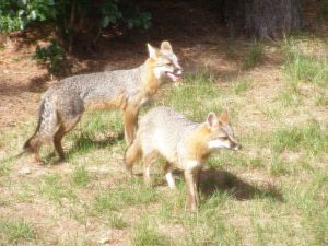Adult male and female grey foxes -- Apterex 2009