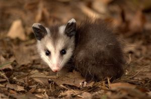 This adorable young opossum will have a harder time keeping warm than an adult! -- (Liam Wolff 2011)