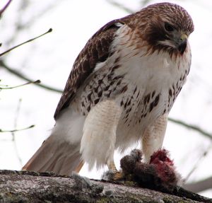 Red-tailed Hawk eating a rabbit near Philadelphia, Pennsylvania. -- Rhys A. 2011